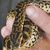 Alli�res: naissance insolite d'un anaconda jaune � la ferme des reptiles