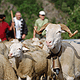Transhumance en Haute Ari�ge: rencontre au sommet